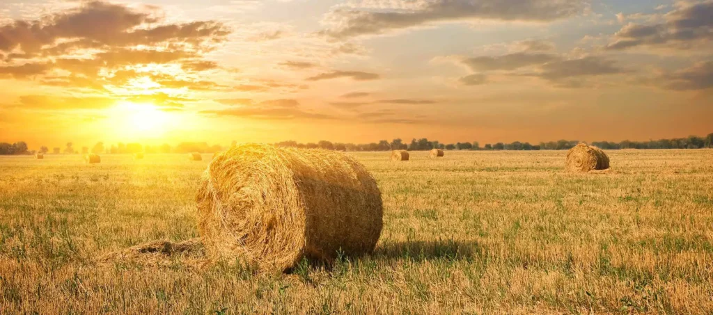 Sunset over a hayfield