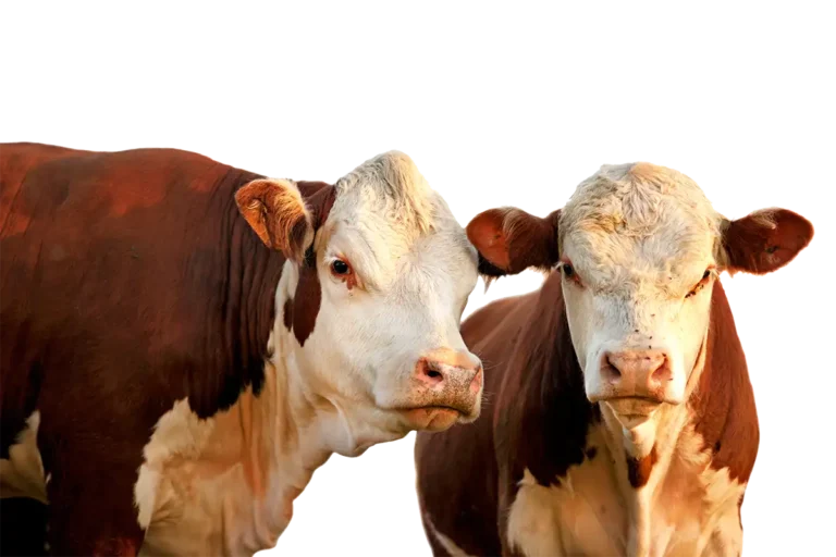 Cows