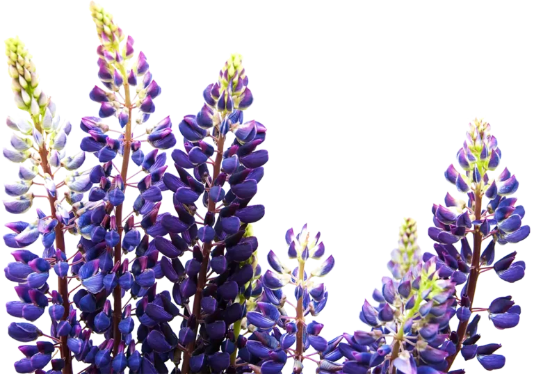 bluebonnets