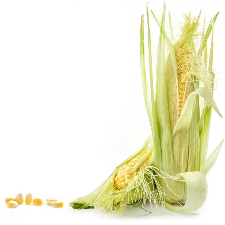 corn