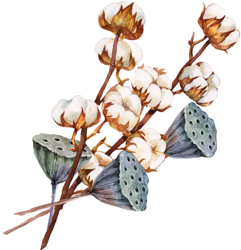 cotton